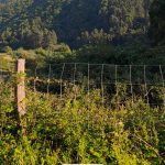 Aprobada en pleno a ordenanza que regula o servizo de limpeza de terreos e fincas abandonadas en Trabada